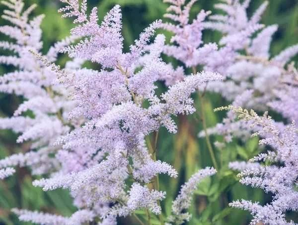 Flowers in field — Stock Photo, Image