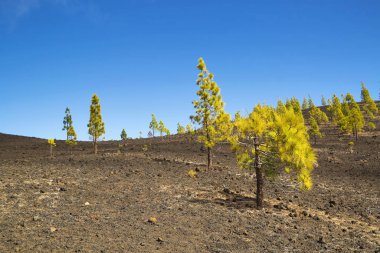 Çam Korusu Teide Ulusal Parkı