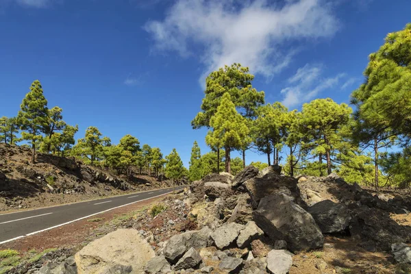 Carretera en pinar — Foto de Stock