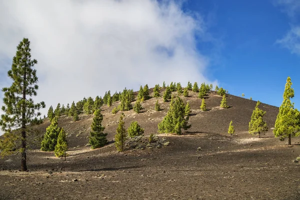 Pinar n Parque Nacional del Teide — Foto de Stock