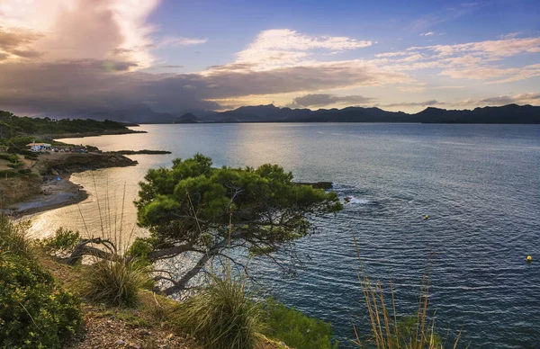 Bomen op kustrotsen bij zonsondergang. Mallorca eiland — Stockfoto