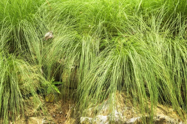 Tusock van gras op stenen priming — Stockfoto