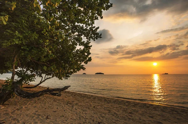 Boom tegen de zonsondergang — Stockfoto