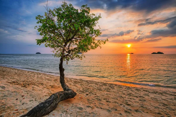 Дерево проти заходу сонця — стокове фото