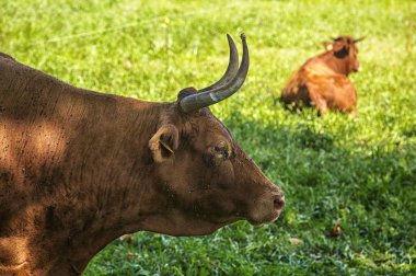 Portekiz, Sao Miguel 'de inekler otluyor.