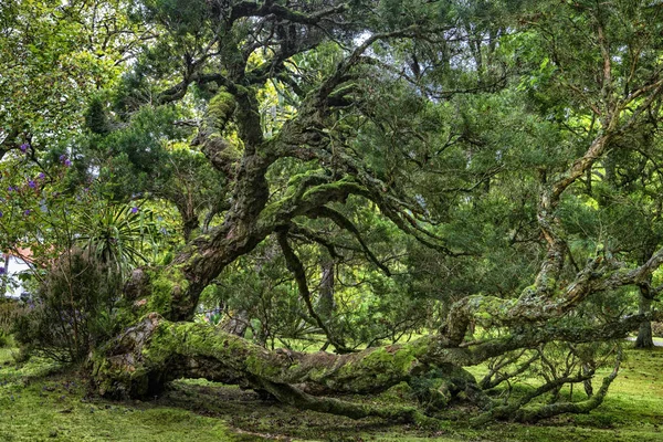 Jardín Botánico Terra Nostra en Furnas, Isla de Sao Miguel, Puerto — Foto de Stock