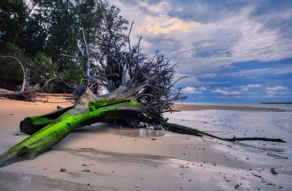 美しい夕日の熱帯のビーチで古い木の幹 自然を背景に ナイヤンビーチ プーケットだ — ストック写真
