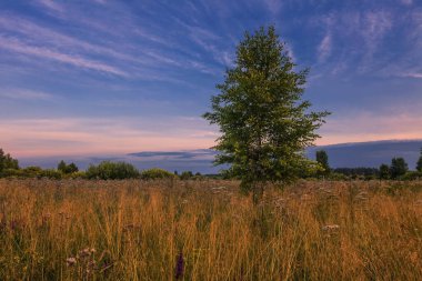 Yaz tarlasında Coloful günbatımı manzarası 