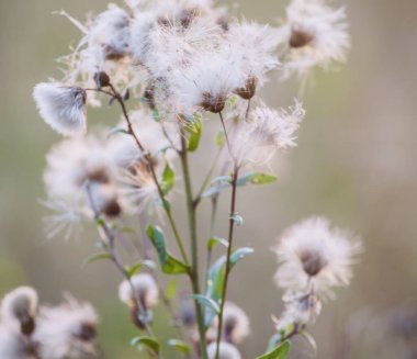Gün batımında devedikeni yakından izle 