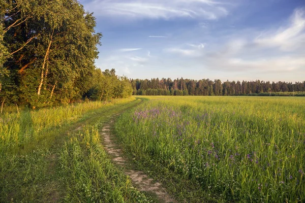 Caminho Campo Verão Luz Pôr Sol Natureza Fundo — Fotografia de Stock