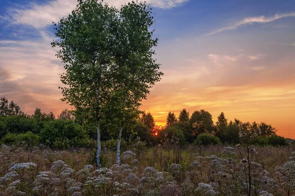 Landscape Coloful Sunset Summer Field — Stock Photo, Image