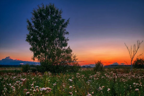 Yaz Tarlasında Coloful Günbatımı Manzarası — Stok fotoğraf