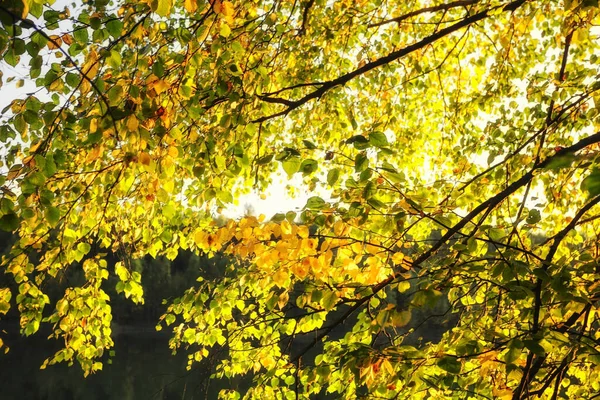Gelbes Oranges Und Rotes Herbstlaub Sonnigen Tagen — Stockfoto