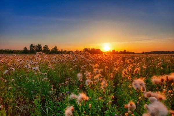 View Field Thistle Sunset Light — Stock Photo, Image