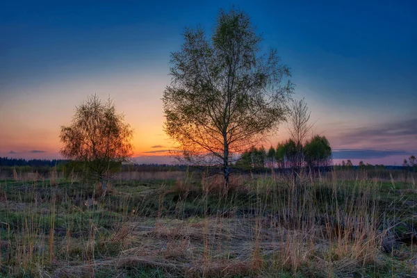 Champ Coucher Soleil Début Printemps Contexte Naturel — Photo