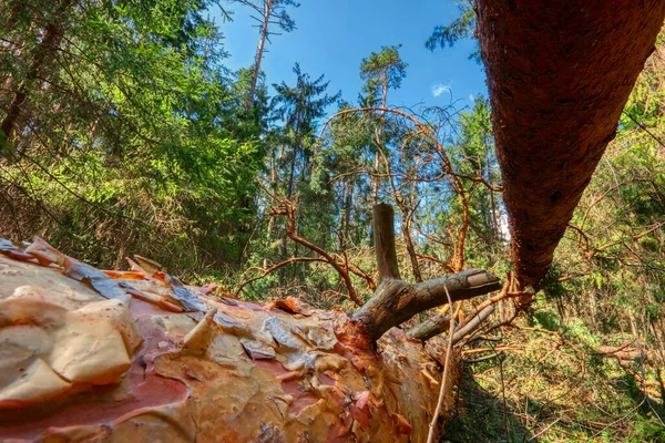 Mortos Árvores Quebradas Floresta Verão — Fotografia de Stock