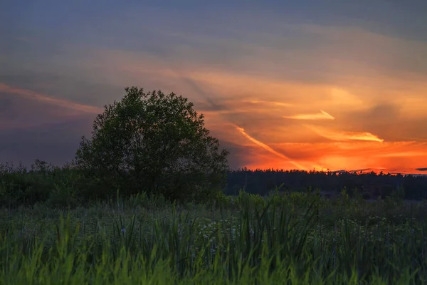 Landschaft Mit Buntem Sonnenuntergang Sommerfeld — Stockfoto