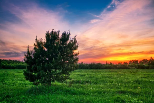 Landskap Med Coloful Solnedgång Sommarfält — Stockfoto