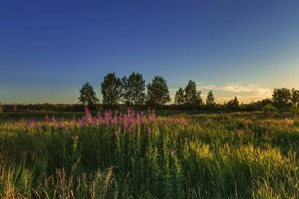 Paisagem Com Pôr Sol Colorido Campo Verão — Fotografia de Stock