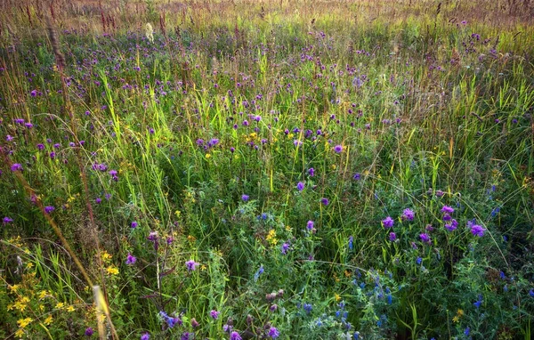 陽射しの中で花と夏のフィールド — ストック写真