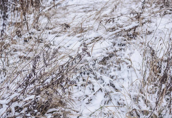 Hierba Congelada Invierno Frío —  Fotos de Stock