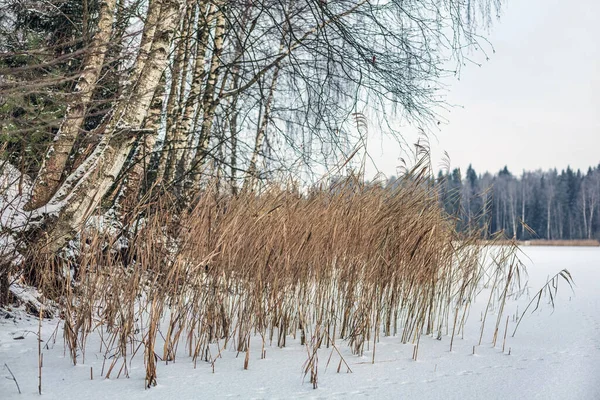 Kasvetli Hava Ormanda Kış Tarlada — Stok fotoğraf