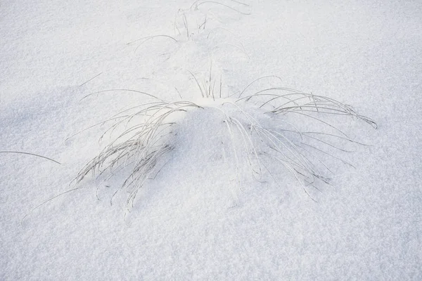 Frozen grass in cold winter