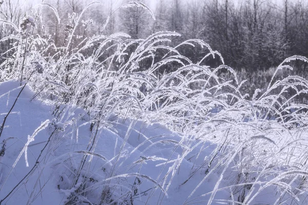 Grama Congelada Inverno Frio — Fotografia de Stock