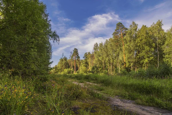 Idylliskt Gångstig Genom Fält Och Skog Natur Bakgrund — Stockfoto