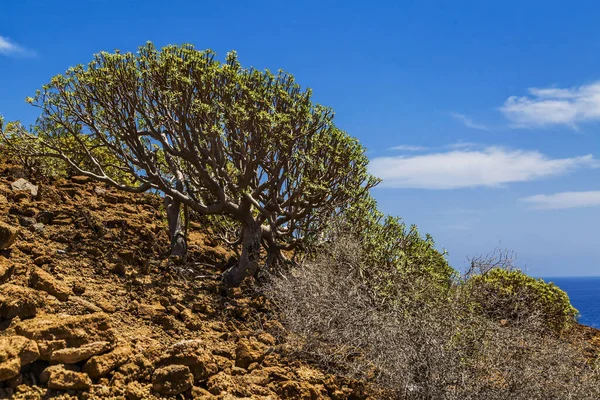 Bush Helling Van Berg Blauwe Zee Achtergrond Tenerife Eiland Spanje — Stockfoto