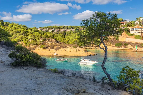 Árvores Encosta Montanha Ilha Maiorca Espanha Mar Mediterrâneo Ilhas Baleares — Fotografia de Stock
