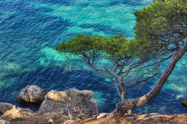 Alberi Sul Pendio Della Montagna Isola Maiorca Spagna Mar Mediterraneo — Foto Stock