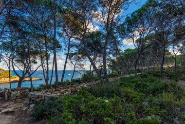 Gün batımında kıyı kayalıklarındaki ağaçlar. Mallorca Adası, İspanya Akdeniz, Balear Adaları.