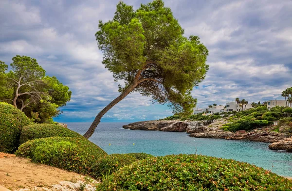 山坡上的树 马略卡岛 西班牙地中海 巴利阿里群岛 — 图库照片