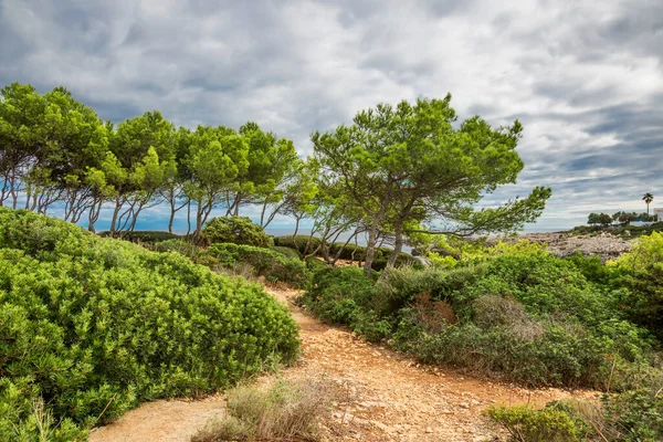 Bomen Helling Van Berg Mallorca Eiland Spanje Middellandse Zee Balearen — Stockfoto