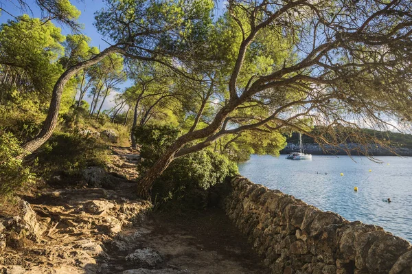 Árvores Encosta Montanha Ilha Maiorca Espanha Mar Mediterrâneo Ilhas Baleares — Fotografia de Stock