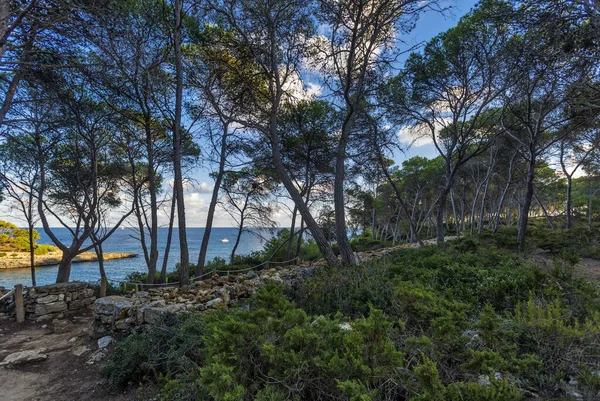 Gün Batımında Kıyı Kayalıklarındaki Ağaçlar Mallorca Adası Spanya Akdeniz Balear — Stok fotoğraf