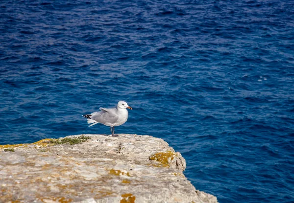 Seagull Standing Rock Sea — Stock Photo, Image