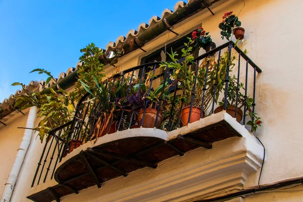 Balkon Versierd Met Potten Bloemen Malaga Stad Andalusië Spanje — Stockfoto