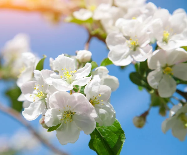 リンゴの木の花枝 — ストック写真