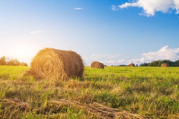 Szénabálák a mezőn — Stock Fotó