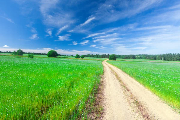 Зелене поле і дорога — стокове фото
