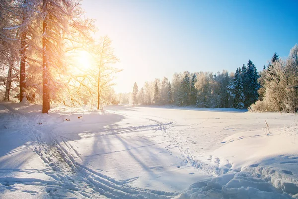 겨울 공원 의나무들 — 스톡 사진