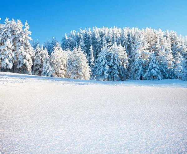 Arbres dans le parc d'hiver — Photo