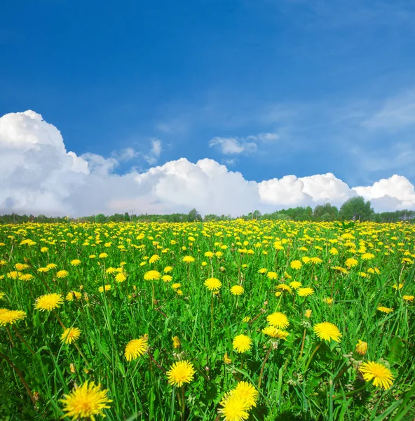 Gele bloemen veld — Stockfoto