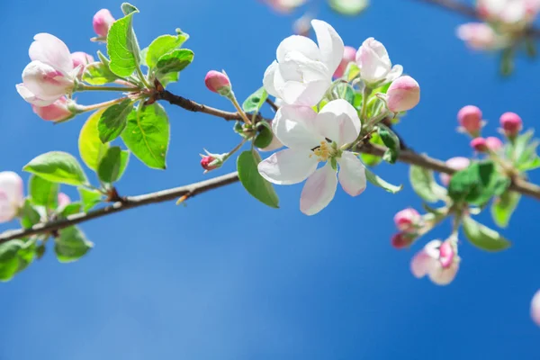 Äste des Apfelbaums blühen — Stockfoto