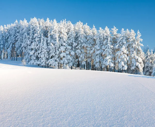 Träd i vinterparken — Stockfoto