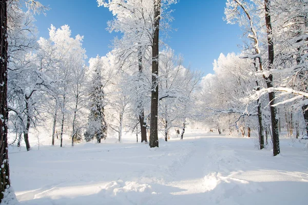 Stromy v zimním parku Royalty Free Stock Fotografie