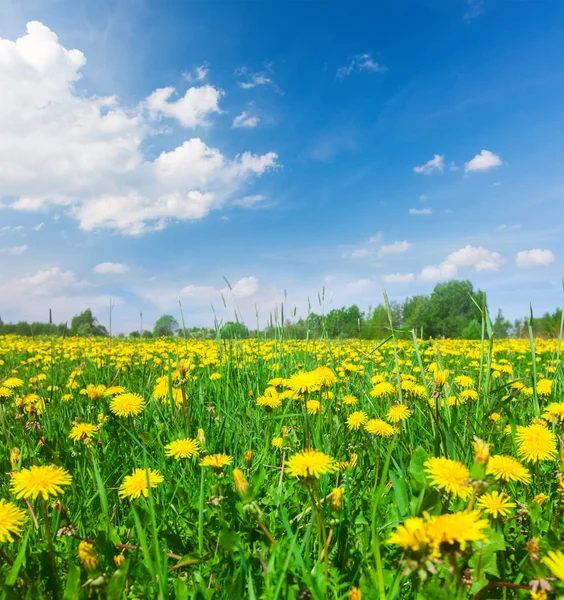 Gele bloemen veld — Stockfoto