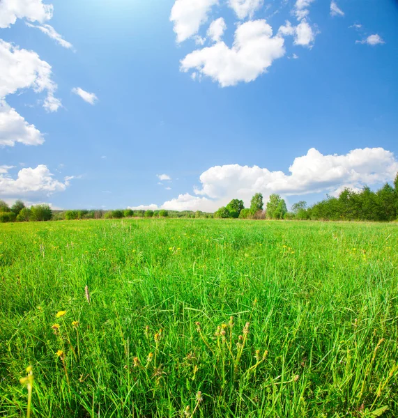 Groen veld met bloemen — Stockfoto